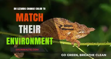 Can Lizards Change Color to Blend into Their Surroundings?