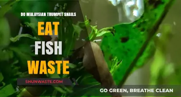 Do Malaysian Trumpet Snails Eat Fish Waste? A Detailed Look