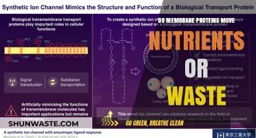 Membrane Proteins: Nutrient Transporters or Waste Managers in Cells?