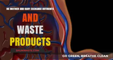 Nutrient and Waste Exchange Between Mother and Baby: Unveiling the Connection