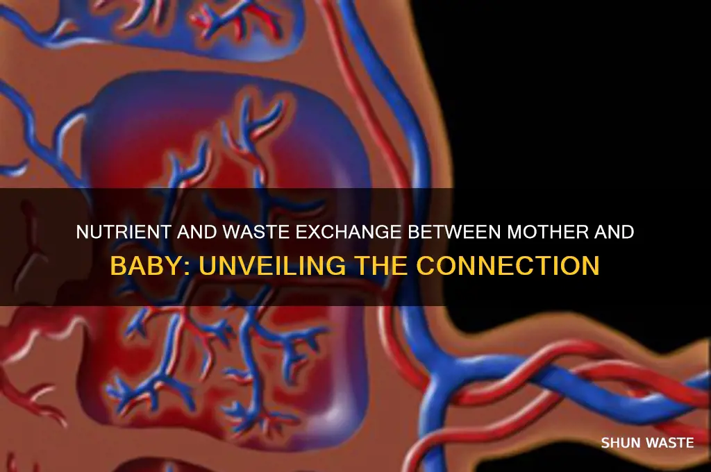 do mother and baby exchange nutrients and waste products