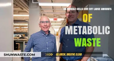 Muscle Cells and Metabolic Waste: Uncovering the Truth About Byproducts