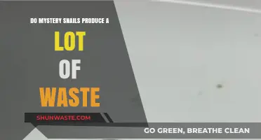 Mystery Snails and Waste: How Much Do They Really Produce?