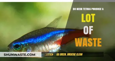 Do Neon Tetras Produce Excess Waste? A Comprehensive Aquarium Guide