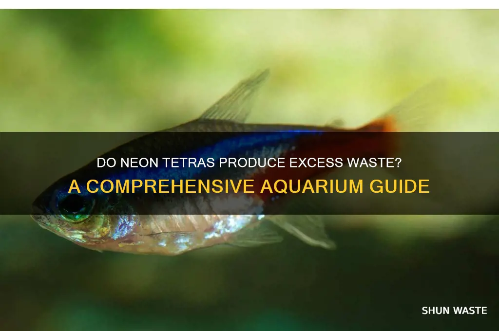 do neon tetras produce a lot of waste