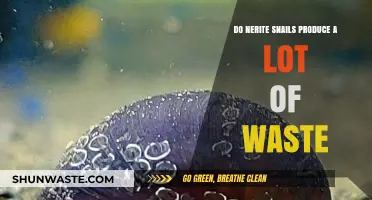 Nerite Snails and Waste: How Much Do They Really Produce?