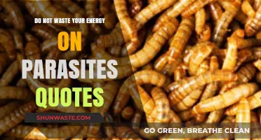 Stop Feeding Parasites: Empowering Quotes to Reclaim Your Energy