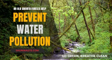 Old-Growth Forests: Nature's Water Purifiers