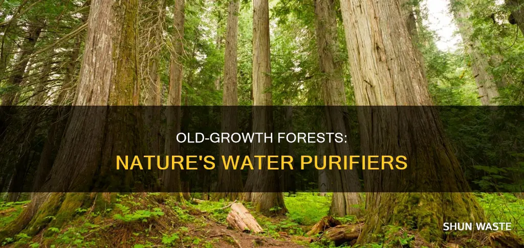 do old growth forests help prevent water pollution