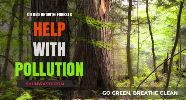 Old-Growth Forests: Natural Pollution Solution?