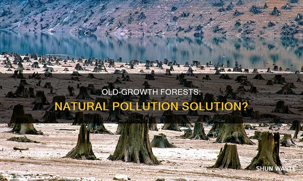 do old growth forests help with pollution