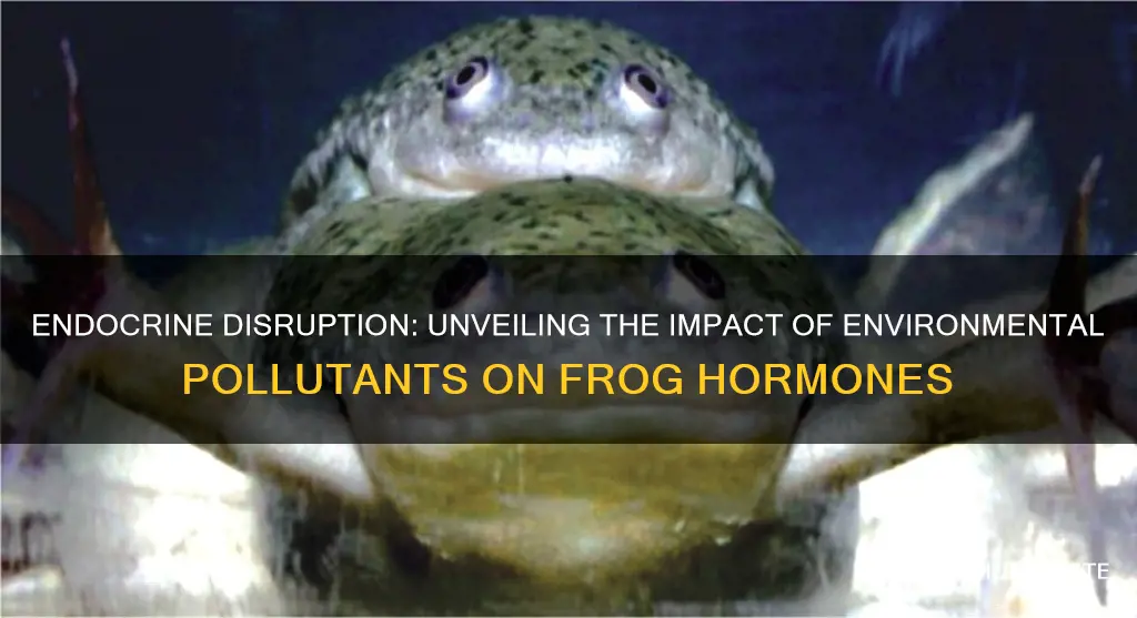 do other environmental pollutants cause endocrine disruption in frogs