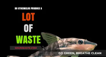 Otocinclus Waste Levels: How Much Do They Really Produce?