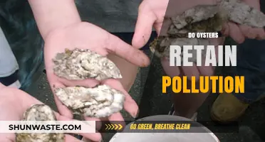 How Oysters Reflect Ocean Pollution