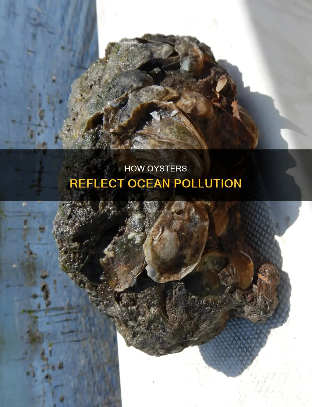 do oysters retain pollution