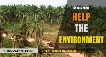 Palm Trees' Environmental Impact: Benefits, Myths, and Sustainable Practices