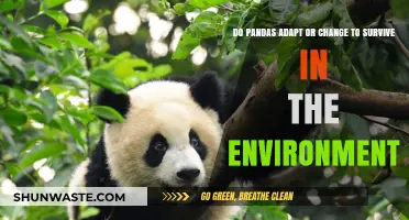 Pandas' Survival Strategies: Adapting to Thrive in Changing Environments
