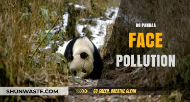 Pandas' Plight: Pollution's Impact on Their Habitat