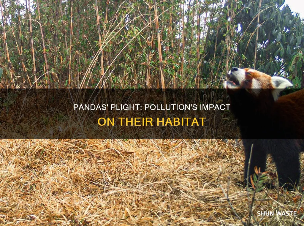 do pandas face pollution