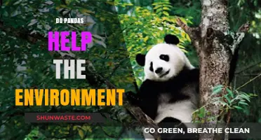 Pandas' Role in Boosting Biodiversity and Ecosystem Health Explained