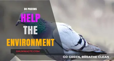 Pigeons' Surprising Role in Supporting Urban Ecosystems and Biodiversity