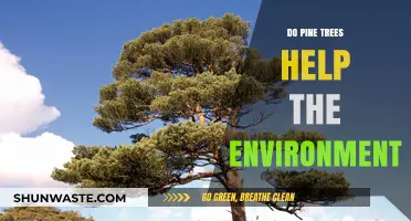 Pine Trees: Environmental Allies in Carbon Sequestration and Ecosystem Health