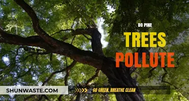 Pine Trees: Nature's Friends or Foes?