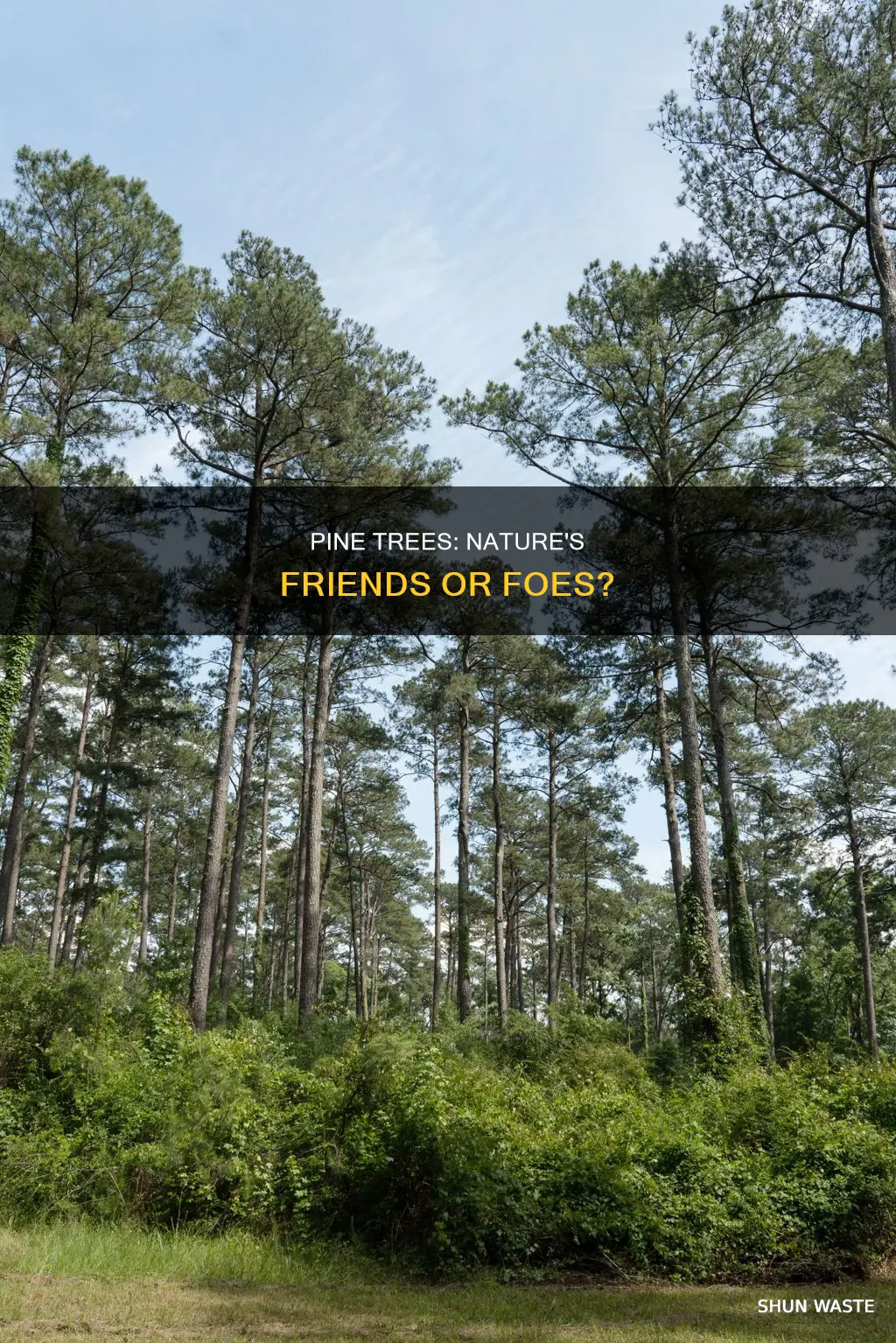 do pine trees pollute