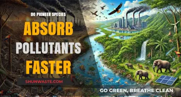 How Pioneer Species Absorb Pollutants Faster