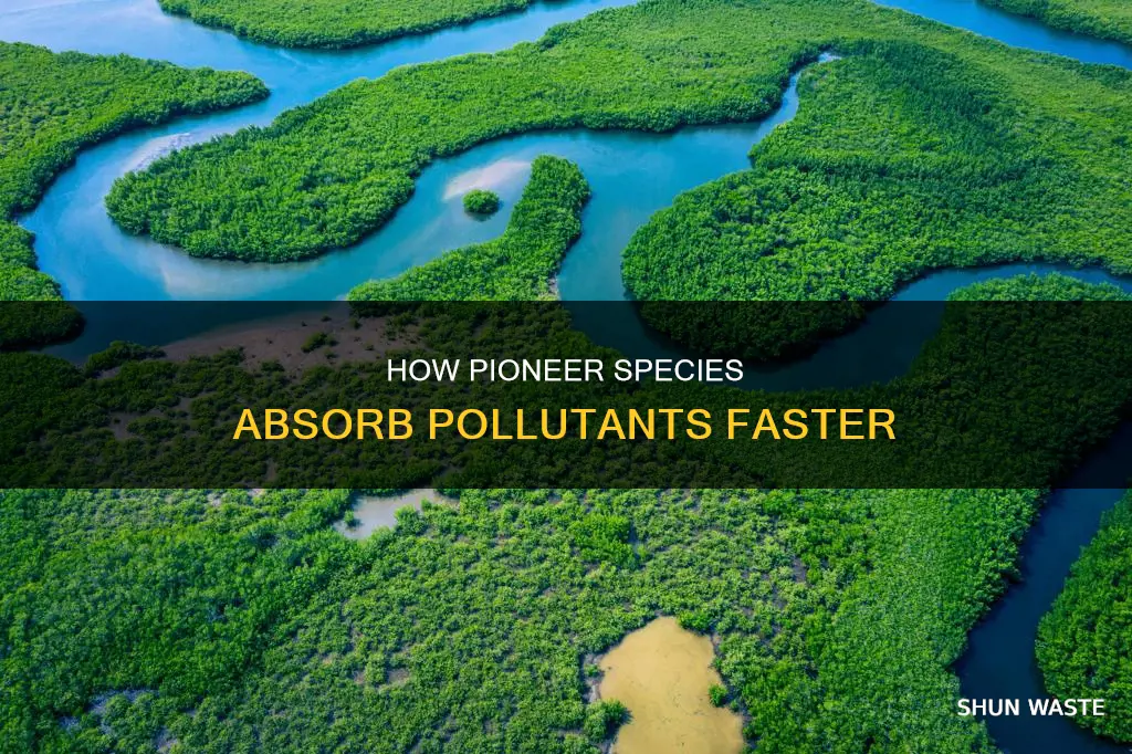 do pioneer species absorb pollutants faster