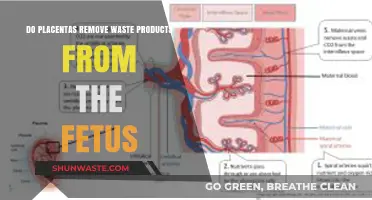 Placental Role: How It Eliminates Fetal Waste Products