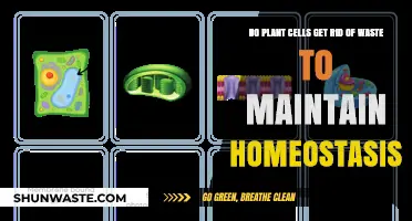 How Plant Cells Eliminate Waste to Sustain Homeostasis and Health