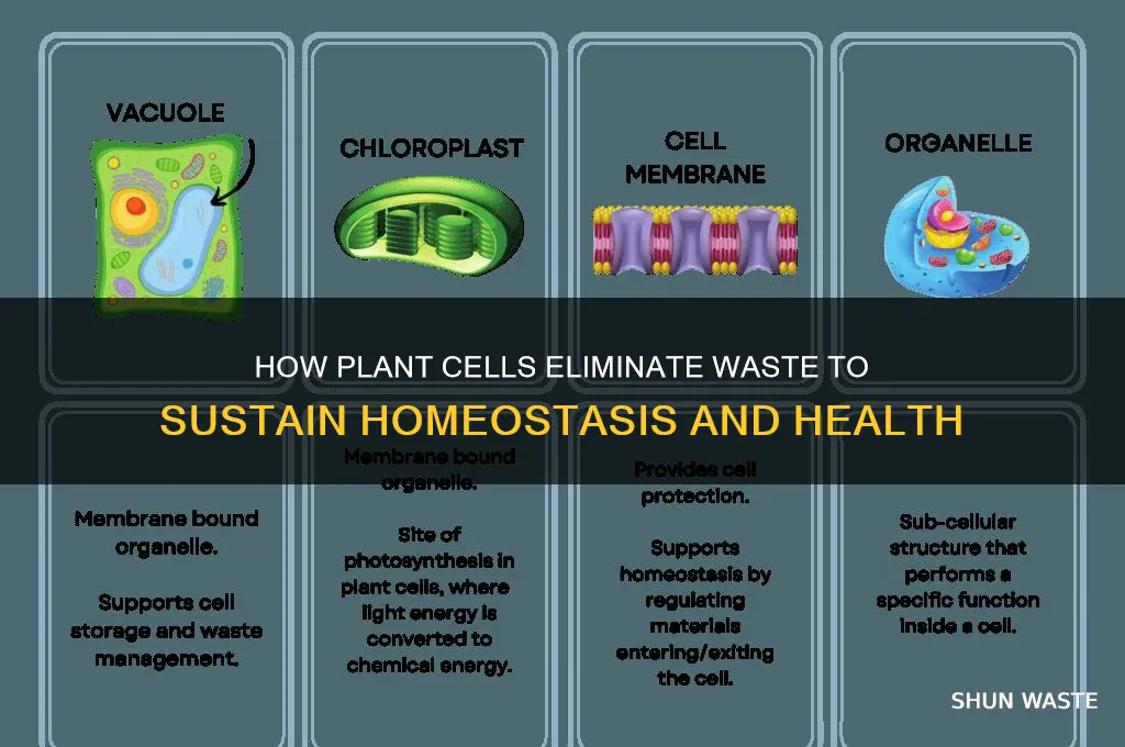 do plant cells get rid of waste to maintain homeostasis