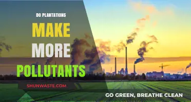 Plantations and Pollution: A Troubling Relationship