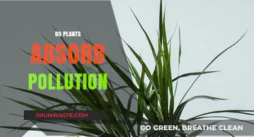 Plants: Natural Air Purifiers?