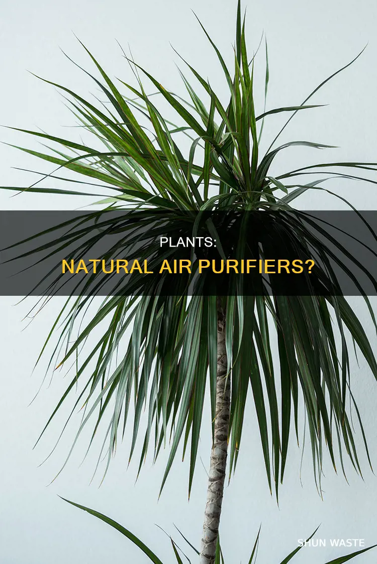 do plants absorb pollution