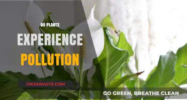 Plants and Pollution: A Complex Relationship