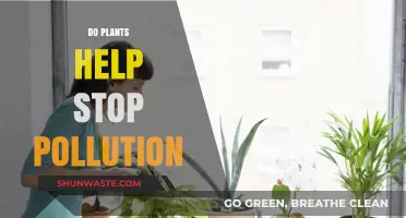 Plants: Our Natural Pollution Stoppers