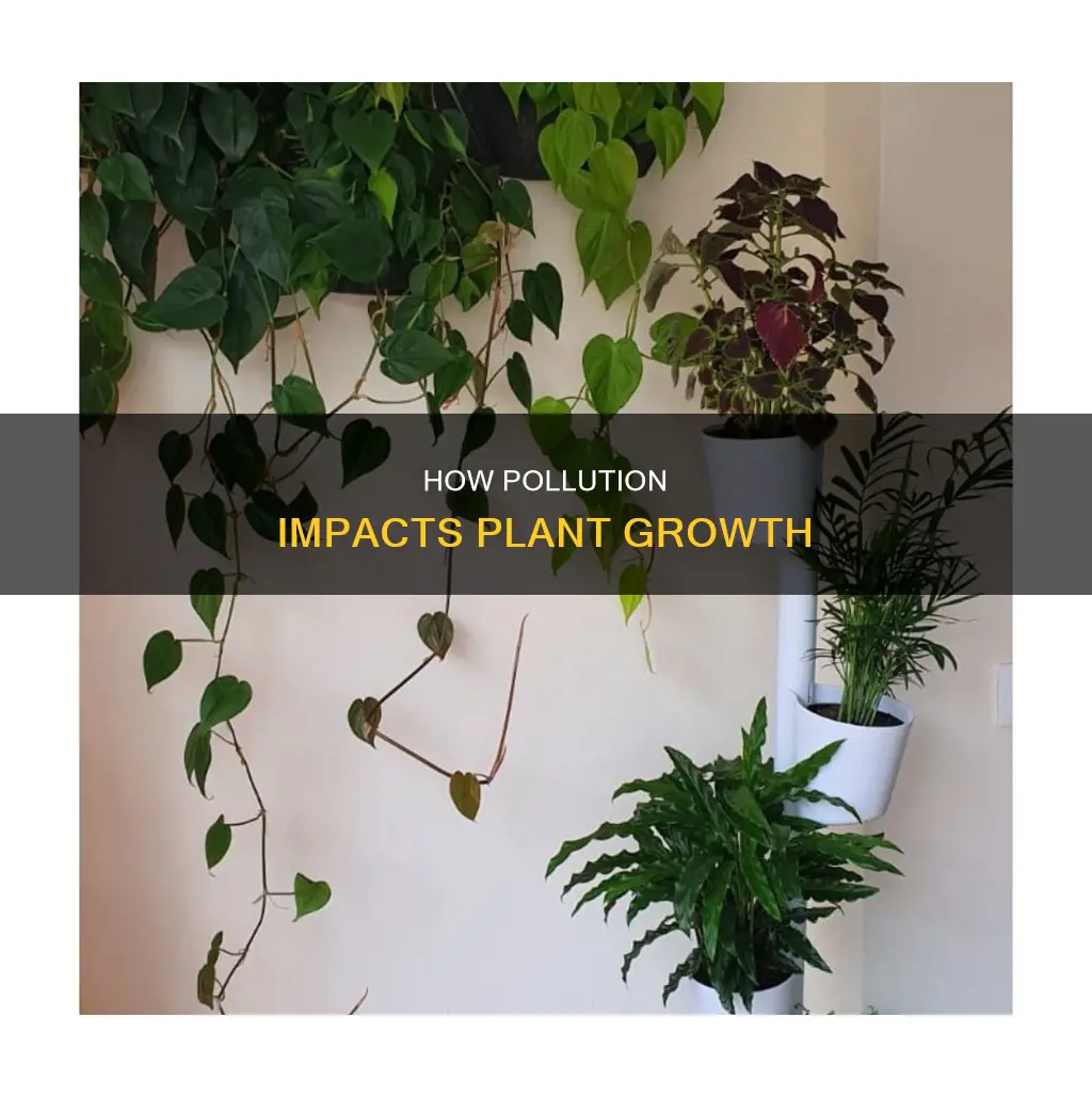 do plants not grow when an area is too polluted