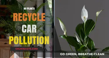 Plants: Car Pollution's Natural Recycle and Revitalize Heroes
