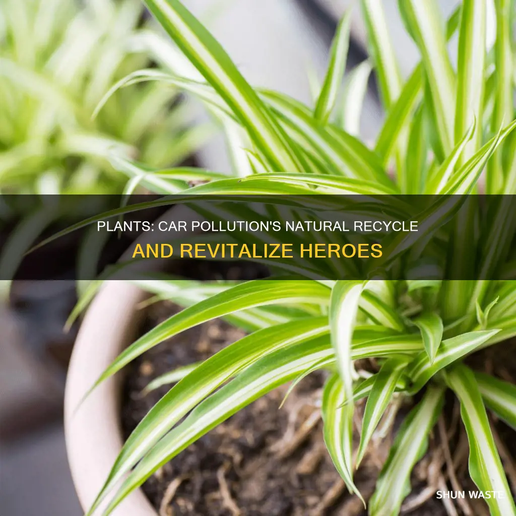 do plants recycle car pollution