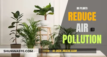 Plants: Nature's Air Purifiers and Their Power