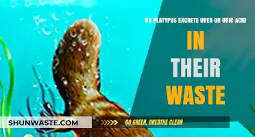 Unveiling Platypus Waste Secrets: Urea or Uric Acid Excretion Explained