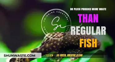 Pleco Waste Production: Higher Than Regular Fish? Uncovering the Truth