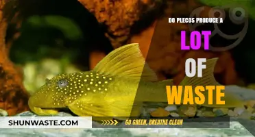 Do Plecos Produce Excess Waste? Understanding Their Impact on Aquariums