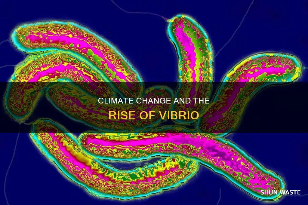 do pollutants increase vibrio