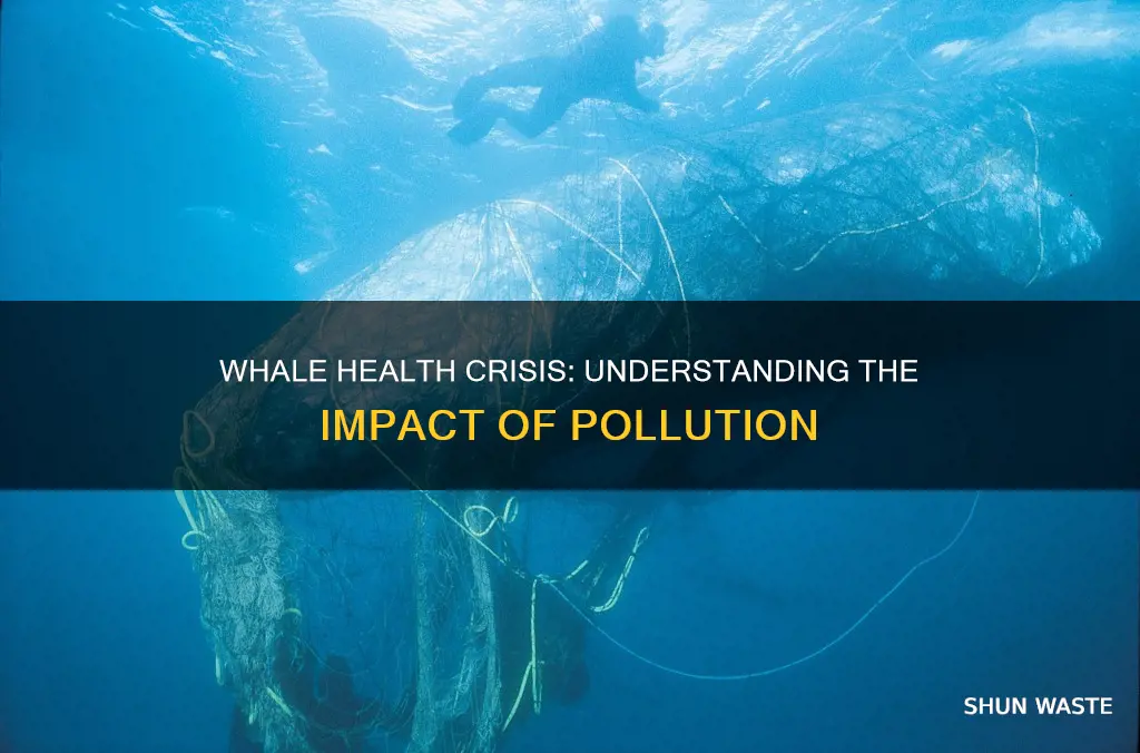 do pollution affect whales