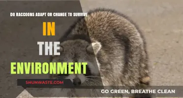 Raccoons' Survival Strategies: Adapting to Changing Environments for Success
