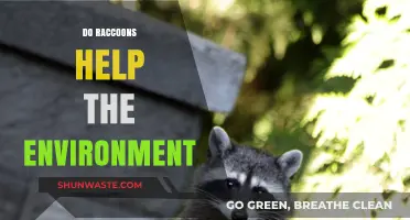 Raccoons' Role in Ecosystems: Environmental Helpers or Just Survivors?