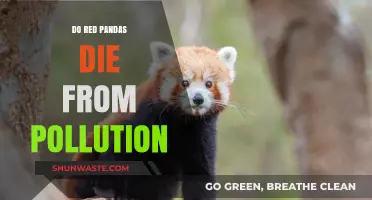 Red Pandas: Pollution's Deadly Impact